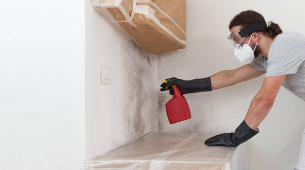 Professional Black Mold Removal technician working in Prides Crossing, MA